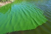 Emiten alerta roja en lagunas de la región por presencia de cianobacterias