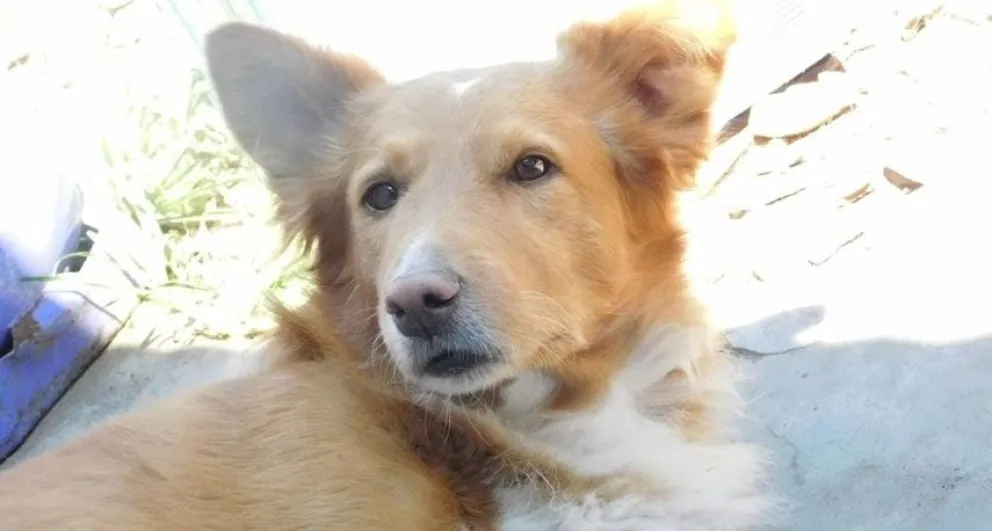 Vecina de Bolívar ofrece $50.000 a quien le devuelva su perro: "Puede tener un ataque"
