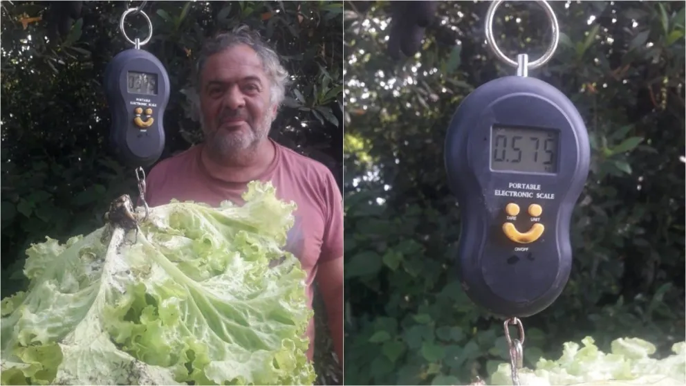 Lechuga récord: un vecino de Henderson cosechó una crespa de casi 600 gramos
