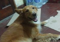 Apareció Cacho, el perro que era intensamente buscado por su familia en Bolívar