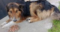 Sapaab solicita ayuda para alimentar a los perros: “Es nuestra triste realidad”