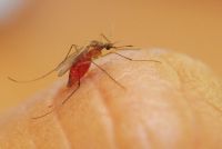 Se confirmó un caso de Dengue en un municipio de la región