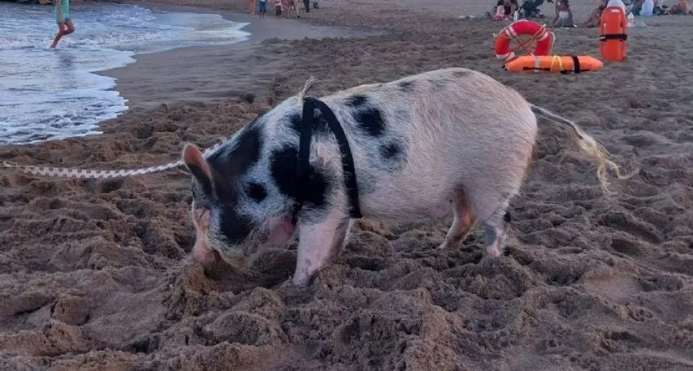 Llevó a su chancho a pasear a la playa y se volvió viral
