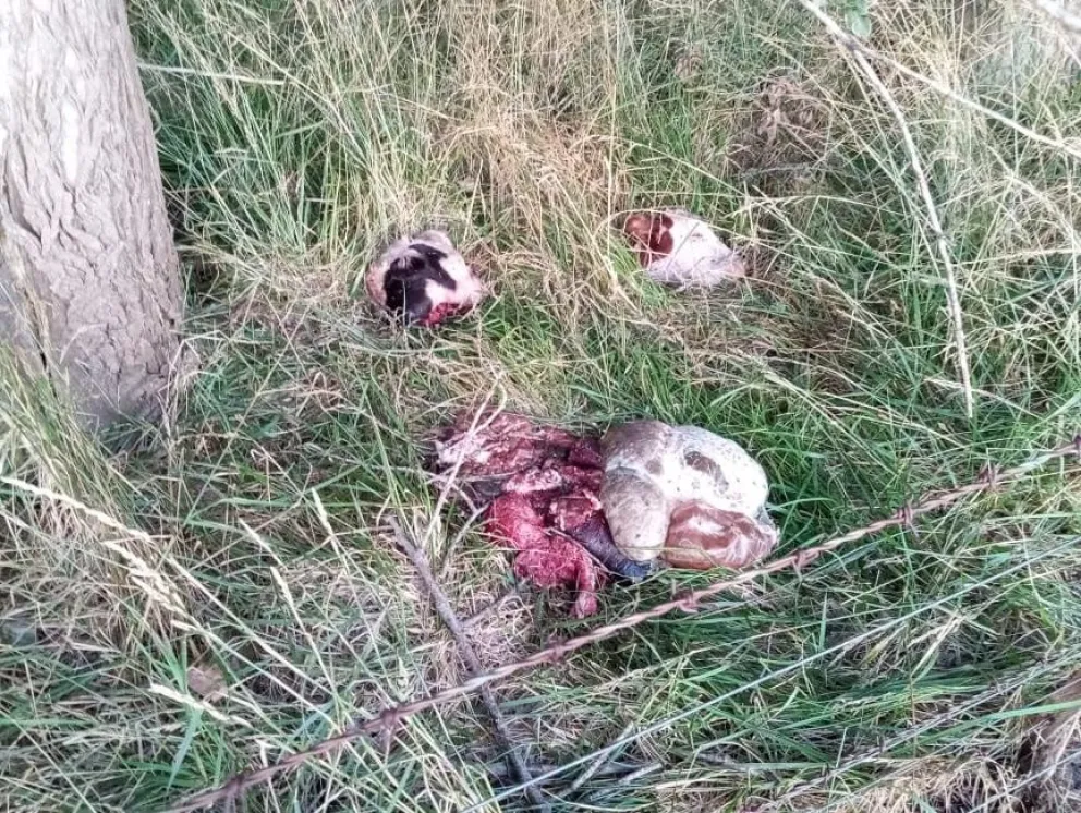 Le faenaron siete terneros en un mes: "Dejaron cabeza, patas, manos y el triperío"