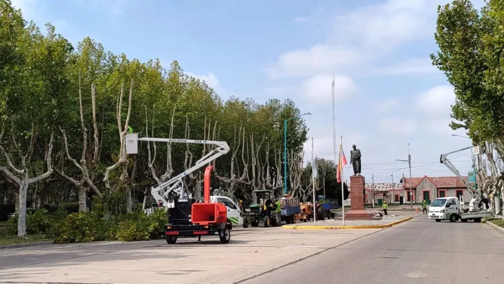 Proponen crear un Consejo de Arbolado Público para defender las especies