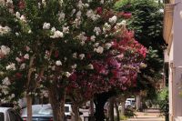 City Tour Botánico en Bolívar: de qué se trata la nueva propuesta y cómo inscribirse