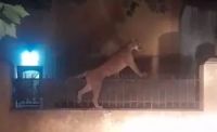 Puma suelto en la ciudad: deambulaba por las calles y se refugió en el patio de una casa