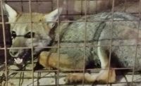 Rescataron a un zorro gris en la zona urbana de Bolívar: fue trasladado a un lugar protegido