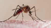 Confirmaron cuándo será el peor momento de la epidemia de dengue en la Provincia