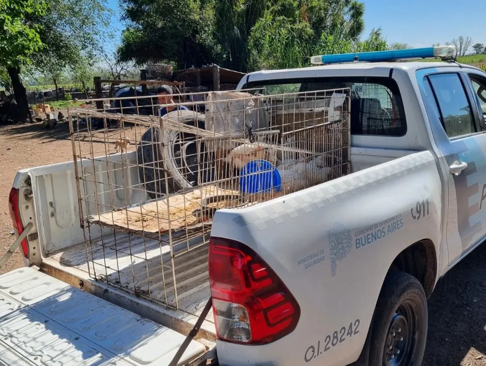 Le robaron 25 pollos doble pechuga de su campo y la patrulla rural pudo recuperar 11