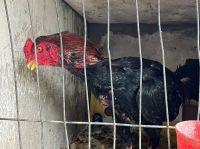 Escándalo: descubren un criadero ilegal de gallos de riña en la zona