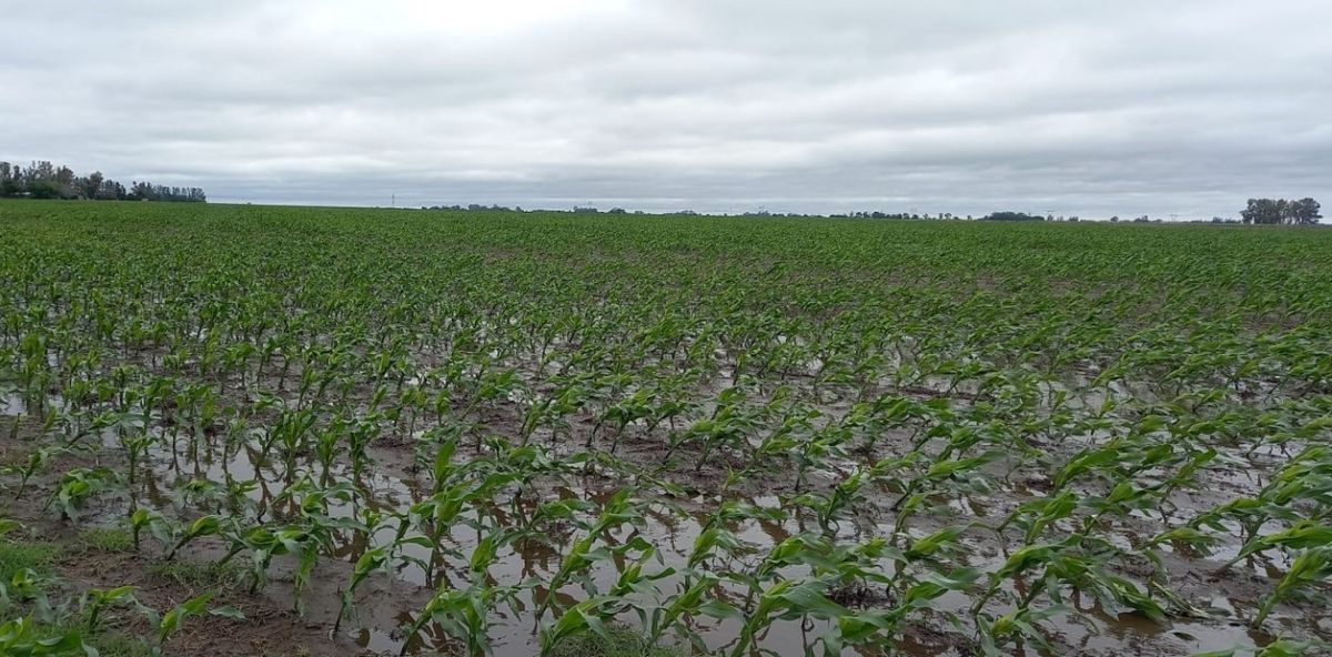 Las lluvias en los campos de Bolívar: cómo queda el escenario de los cultivos y la producción ganadera