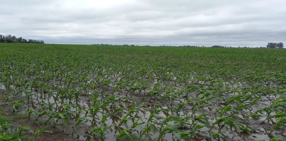 Las lluvias en los campos de Bolívar: cómo queda el escenario de los cultivos y la producción ganadera