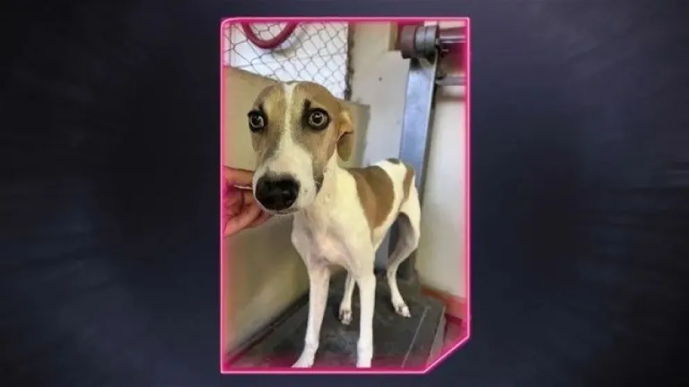 La historia de Arturo, el perrito bragadense que está de tránsito en la casa de Gran Hermano