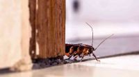 Cucarachas en los hogares: el peligro que representa y las enfermedades que pueden transmitir