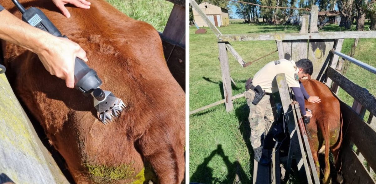 Policía recuperó animales vacunos que habían sido robados de un campo de Bolívar