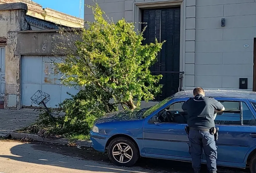 Un auto se subió a la vereda y tumbó una planta en calle Edison