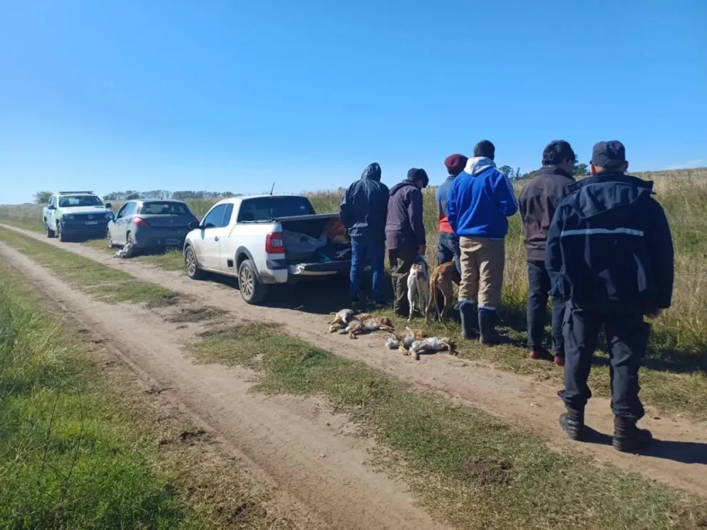 Espigas: infraccionan a cinco personas por caza furtiva de liebres europeas