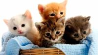 Las 7 curiosidades más sorprendentes de los gatos