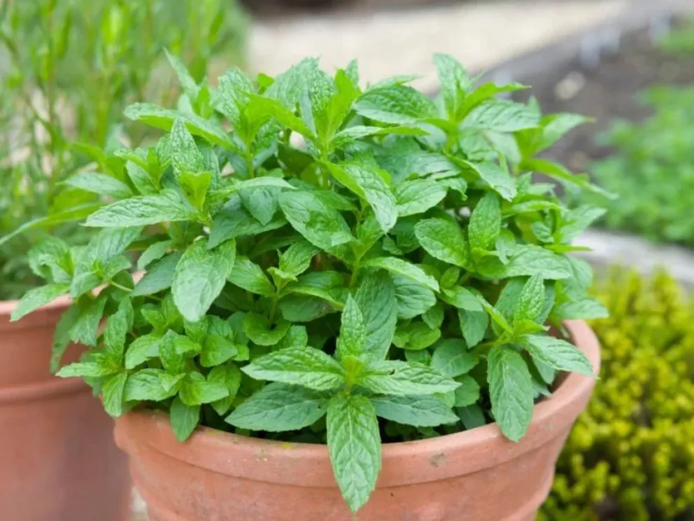 Las plantas que son aliadas perfectas para perfumar de forma natural el hogar