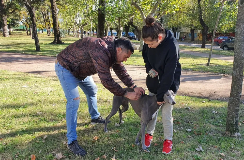 Las campañas masivas alcanzaron los 10.000 perros y gatos castrados en Bolívar