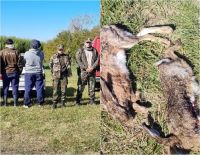 El Positivo: cazaban liebres sin autorización y fueron infraccionados