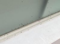 Invasión de mosquitos en Bolívar: en espacios públicos, en las casas y por todos lados
