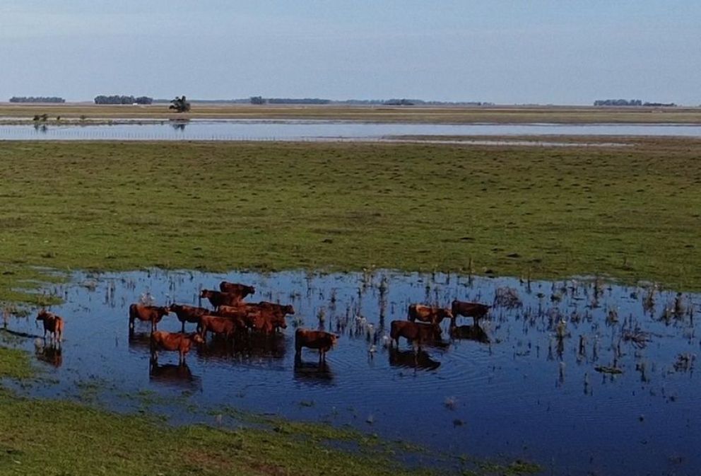 El campo bolivarense recibió más de 650 milímetros de lluvia en lo que va de 2024: el panorama en cultivos y ganadería