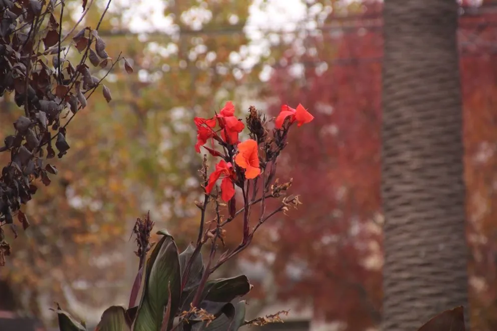 No es este 21 de septiembre: cuándo empieza la primavera en Argentina