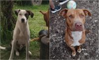 Una familia busca desesperadamente a sus perros: “Seguimos con la esperanza de encontrarlos”