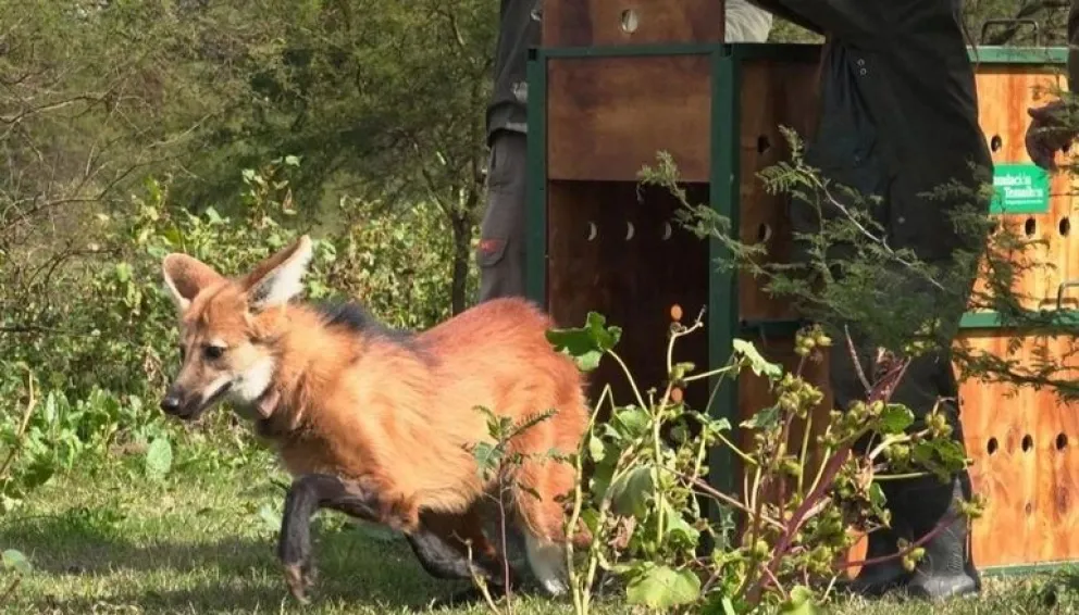 El aguará guazú rescatado en la zona urbana de Olavarría fue reinsertado en su hábitat