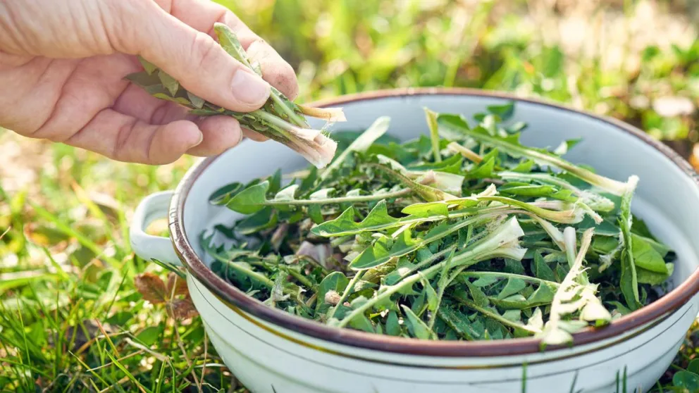 Adiós analgésicos: la hierba curativa que calma la artrosis y termina con los dolores musculares