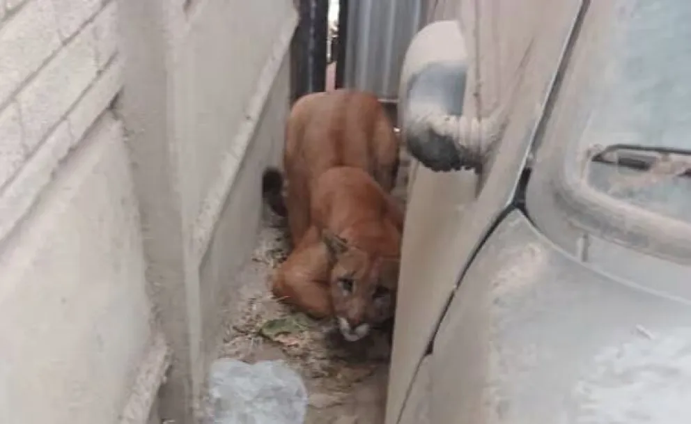 Pensó que un perro había ingresado a su casa pero al entrar la recibió un puma de gran tamaño