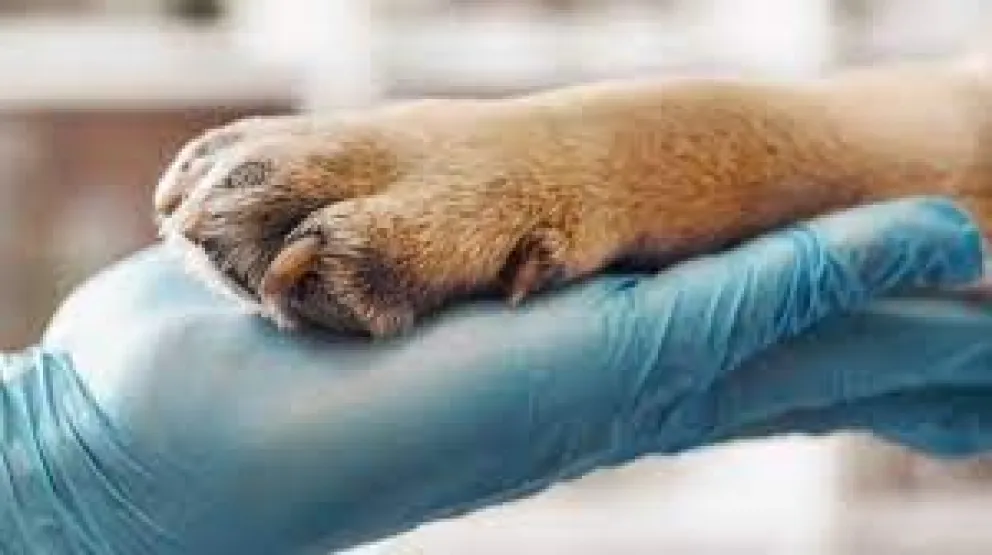 Veterinarios de Bolívar decidieron reservar el derecho de admisión a personas que maltraten y adeuden en otras veterinarias