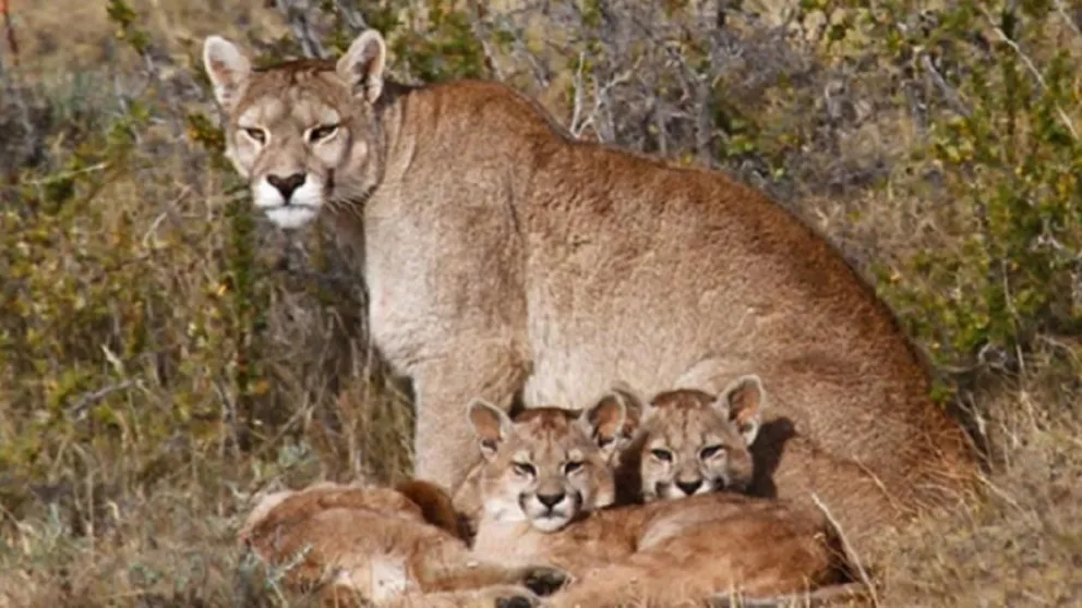 Descubren que pumas salvajes matan ovejas y terneros en campos de la zona
