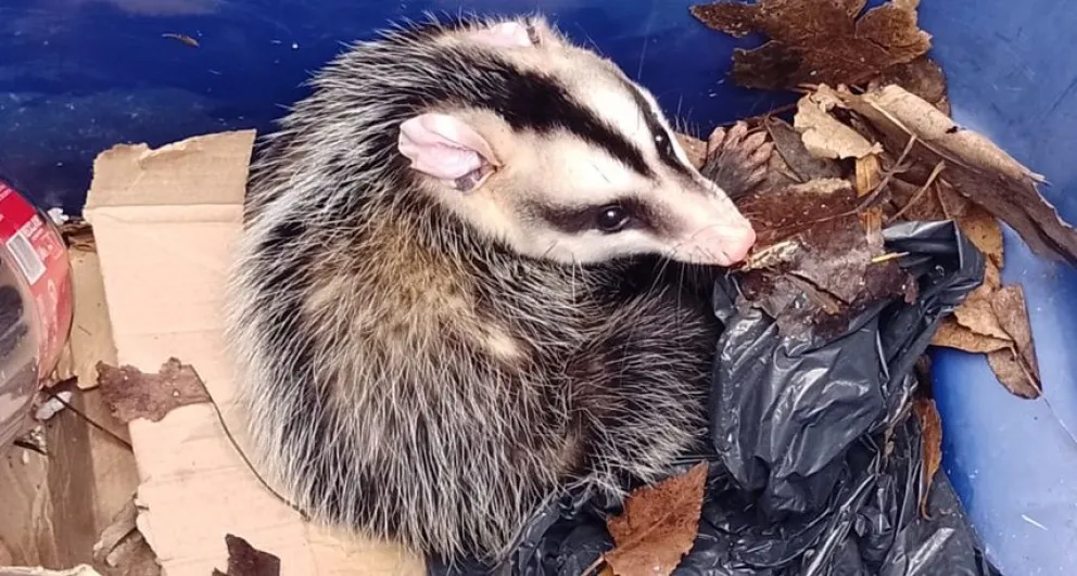 Fotografiaron a una comadreja que merodea alrededor del natatorio municipal: "Una vecina más"