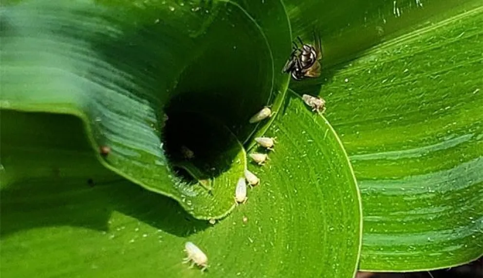 Según un informe, la próxima siembra de maíz podría sufrir "un derrumbe histórico"