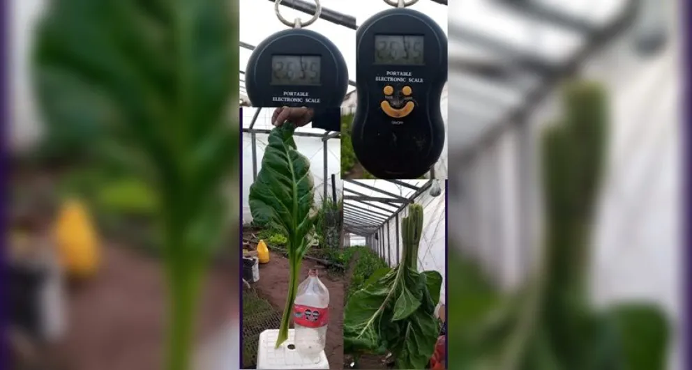 Nuevo récord de un productor hortícola hendersonense: una hoja de acelga de 500 gramos