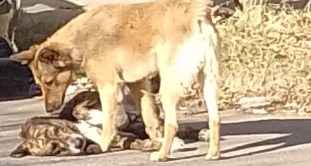 Continúa la polémica por los perros sueltos en las calles: “Que la intendencia haga algo”