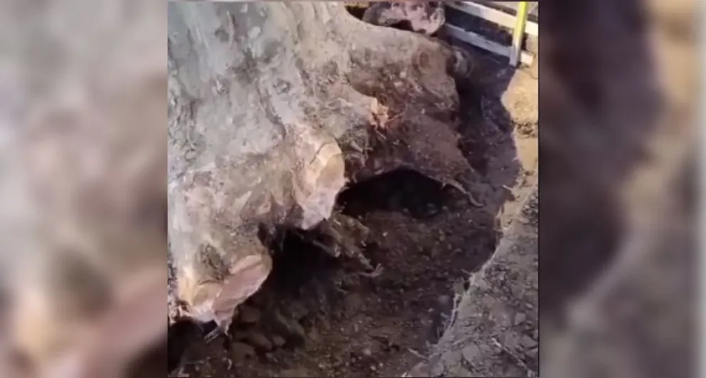 Denuncian que plátanos centenarios son “sacados como cosas” en avenida San Martín