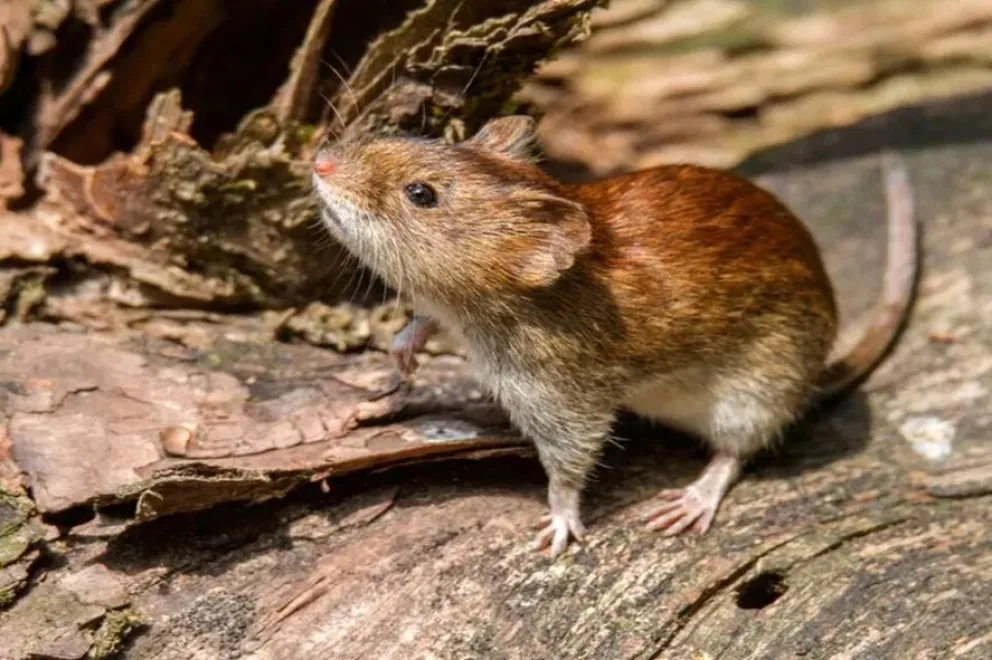 Confirman casos de Fiebre Hemorrágica Argentina en la provincia de Buenos Aires