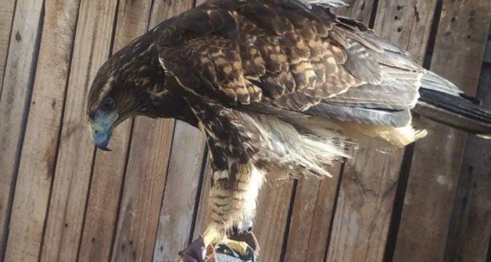 Se le perdió un águila, lo publicó en un grupo de clasificados y estalló la polémica