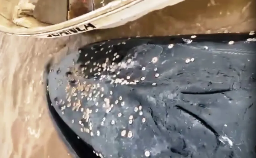 Una ballena lleva más de 10 días en un distrito sin mar de la zona