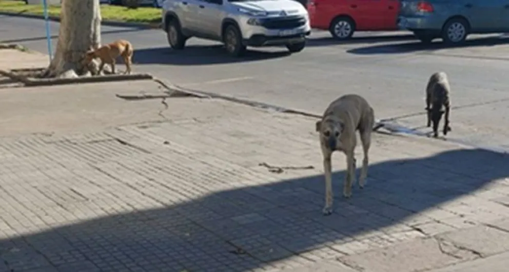 Vio a tres galgos con collar en la calle y explotó en las redes: "Que no les pesen las p..."