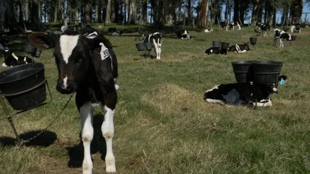 Búsqueda laboral: una empresa agropecuaria incorporará un matrimonio para preparto-guachera