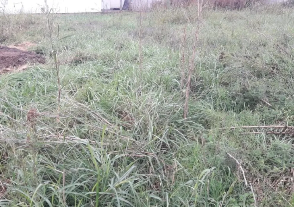 Actualizarán las multas por terrenos en mal estado para evitar la proliferación de mosquitos