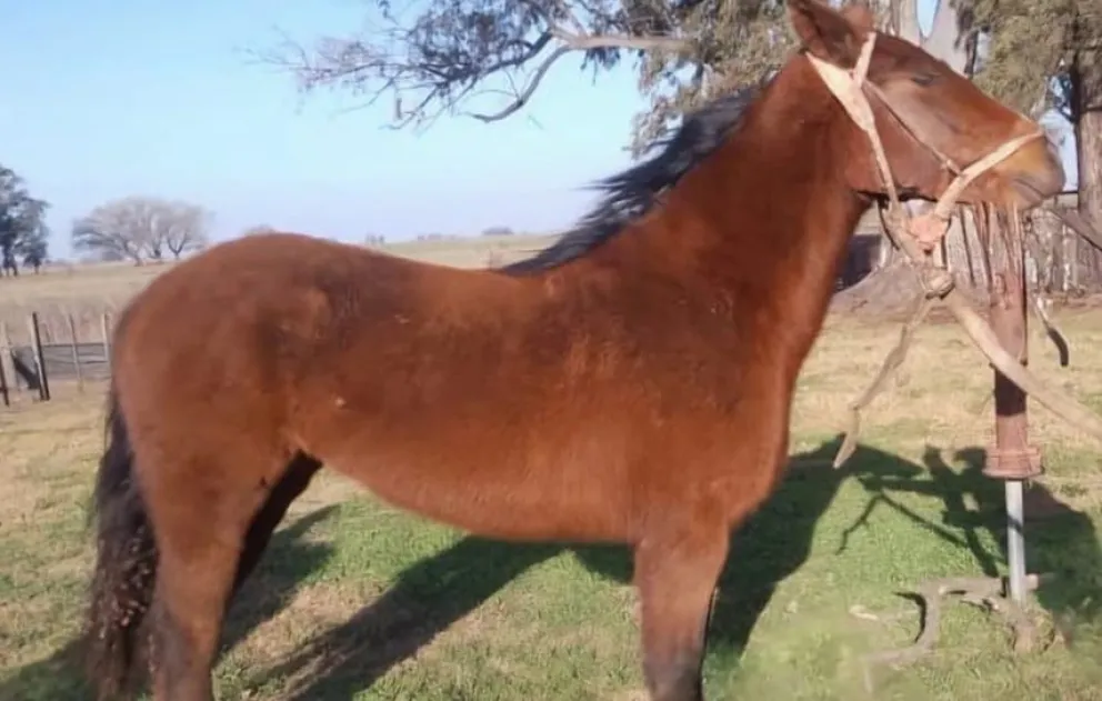 Dos instituciones educativas locales lanzaron la tradicional rifa que sortea un caballo