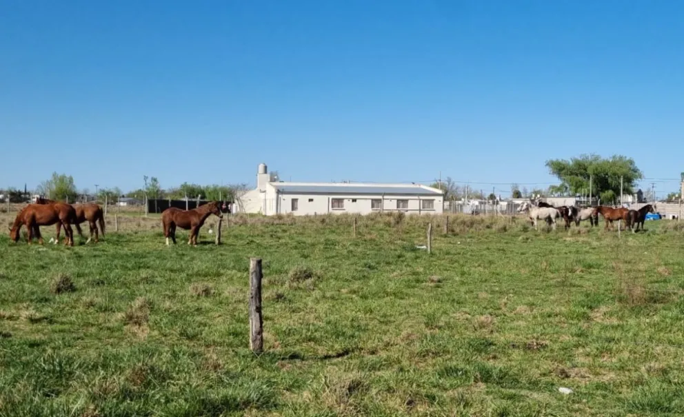 Bolívar: secuestraron once caballos que se encontraban sueltos en la vía pública