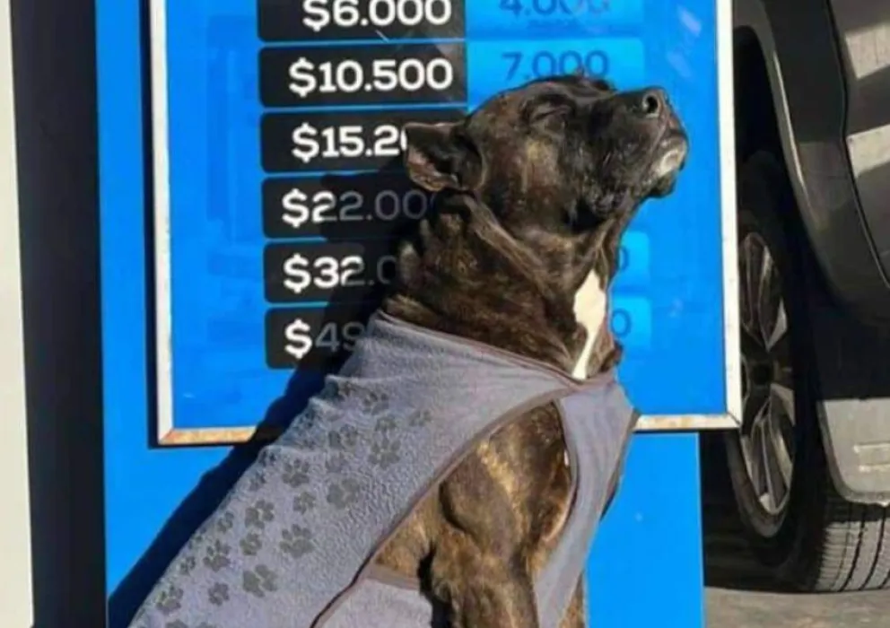 Buscan cámaras en la zona del ACA para dar con una persona que mató a un perro