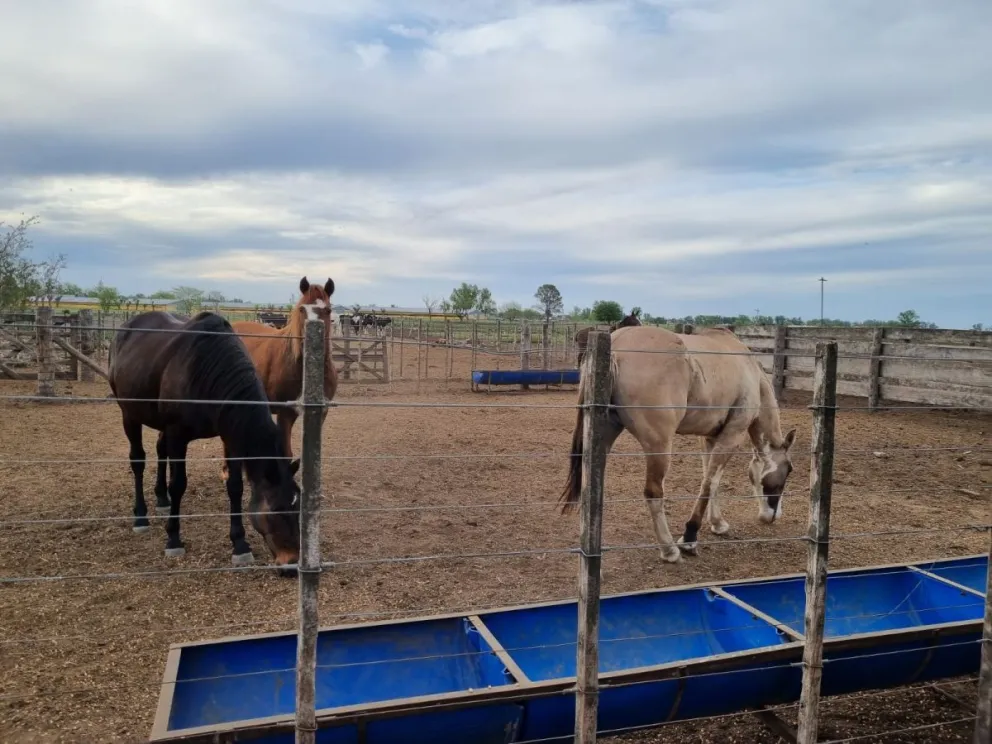 La Municipalidad volvió a secuestrar animales que estaban sueltos: esta vez en barrio Los Zorzales